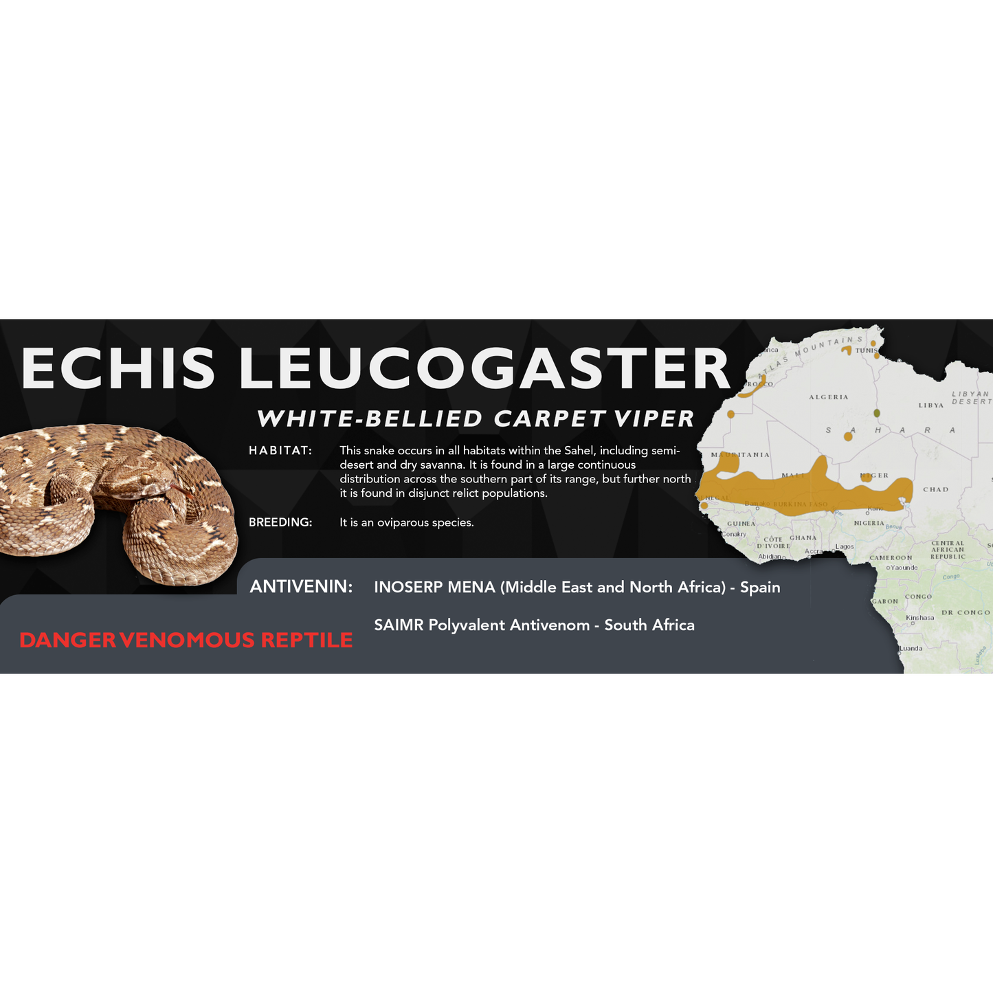 White-Bellied Carpet Viper (Echis leucogaster) Classic Vivarium Label