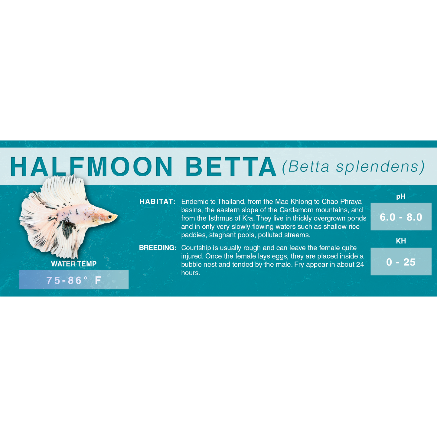 Betta Fish (Betta splendens) - Standard Aquarium Label