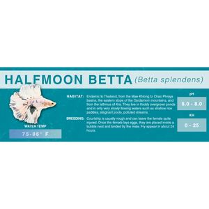 Betta Fish (Betta splendens) - Standard Aquarium Label