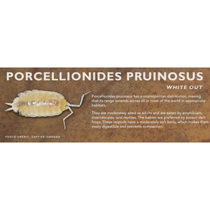Porcellionides pruinosus - Isopod Label