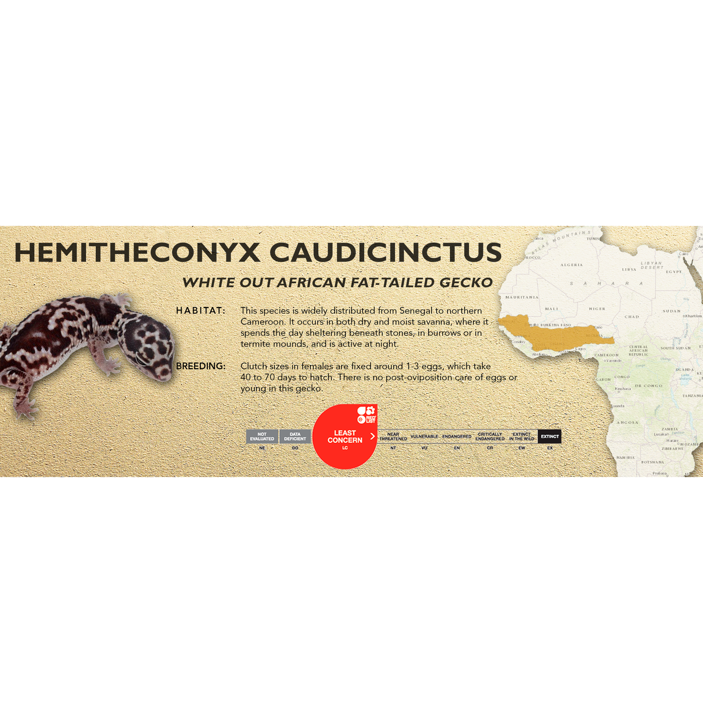 African Fat-Tailed Gecko (Hemitheconyx caudicinctus) Classic Vivarium Label