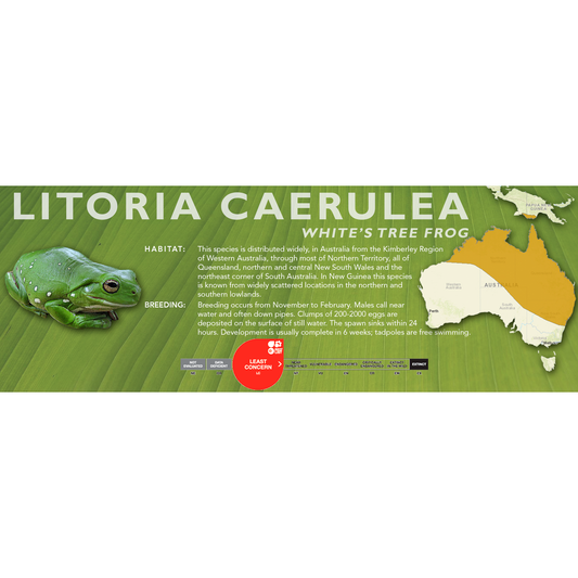White's Tree Frog (Litoria caerulea) - Classic Vivarium Label