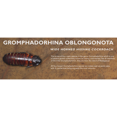 Gromphadorhina oblongonota (Wide Horned Hissing Cockroach) - Roach Label