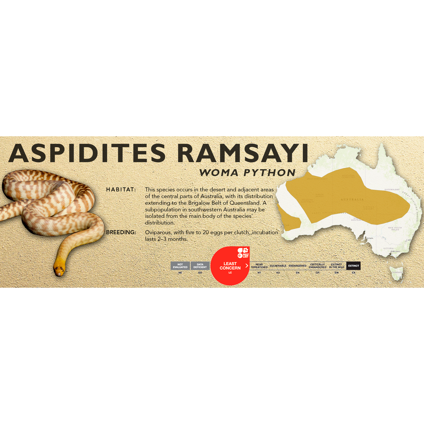 Woma Python (Aspidites ramsayi) Classic  Vivarium Label