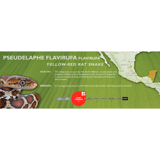 Yellow-Red Rat Snake (Pseudelaphe flavirufa) Classic Vivarium Label