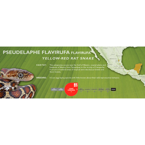 Yellow-Red Rat Snake (Pseudelaphe flavirufa) Standard Vivarium Label