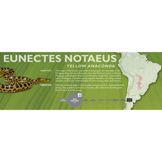 Yellow Anaconda (Eunectes notaeus) Classic Vivarium Label