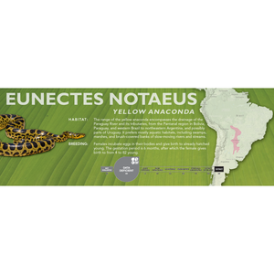 Yellow Anaconda (Eunectes notaeus) Standard Vivarium Label