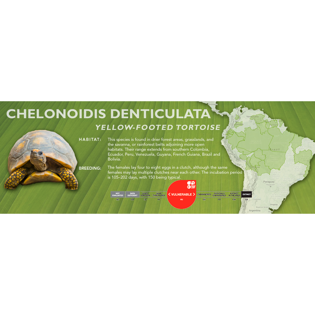 Yellow-Footed Tortoise (Chelonoidis denticulata) - Standard Vivarium Label