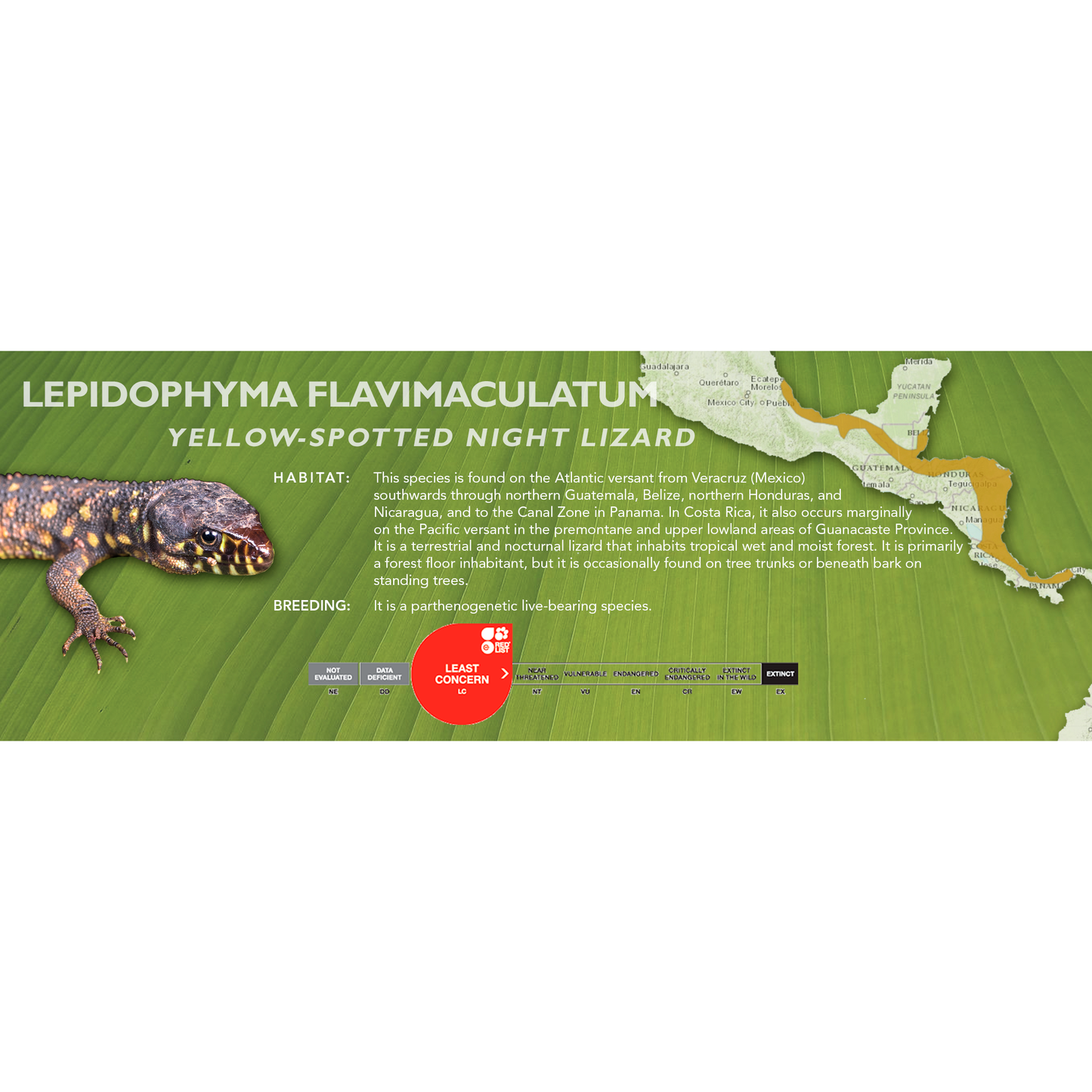 Yellow-Spotted Night Lizard (Lepidophyma flavimaculatum) Classic Vivarium Label