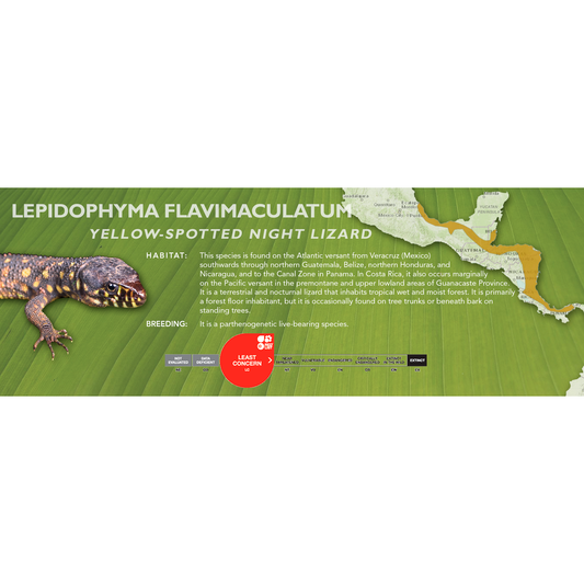 Yellow-Spotted Night Lizard (Lepidophyma flavimaculatum) Classic Vivarium Label