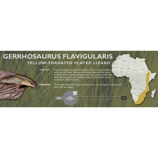 Yellow-Throated Plated Lizard (Gerrhosaurus flavigularis) Standard Vivarium Label