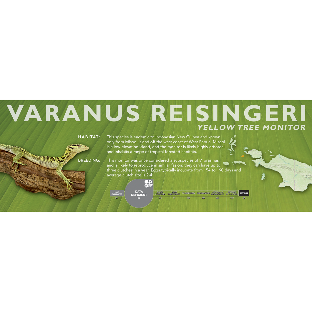 Yellow Tree Monitor (Varanus reisingeri) Standard Vivarium Label