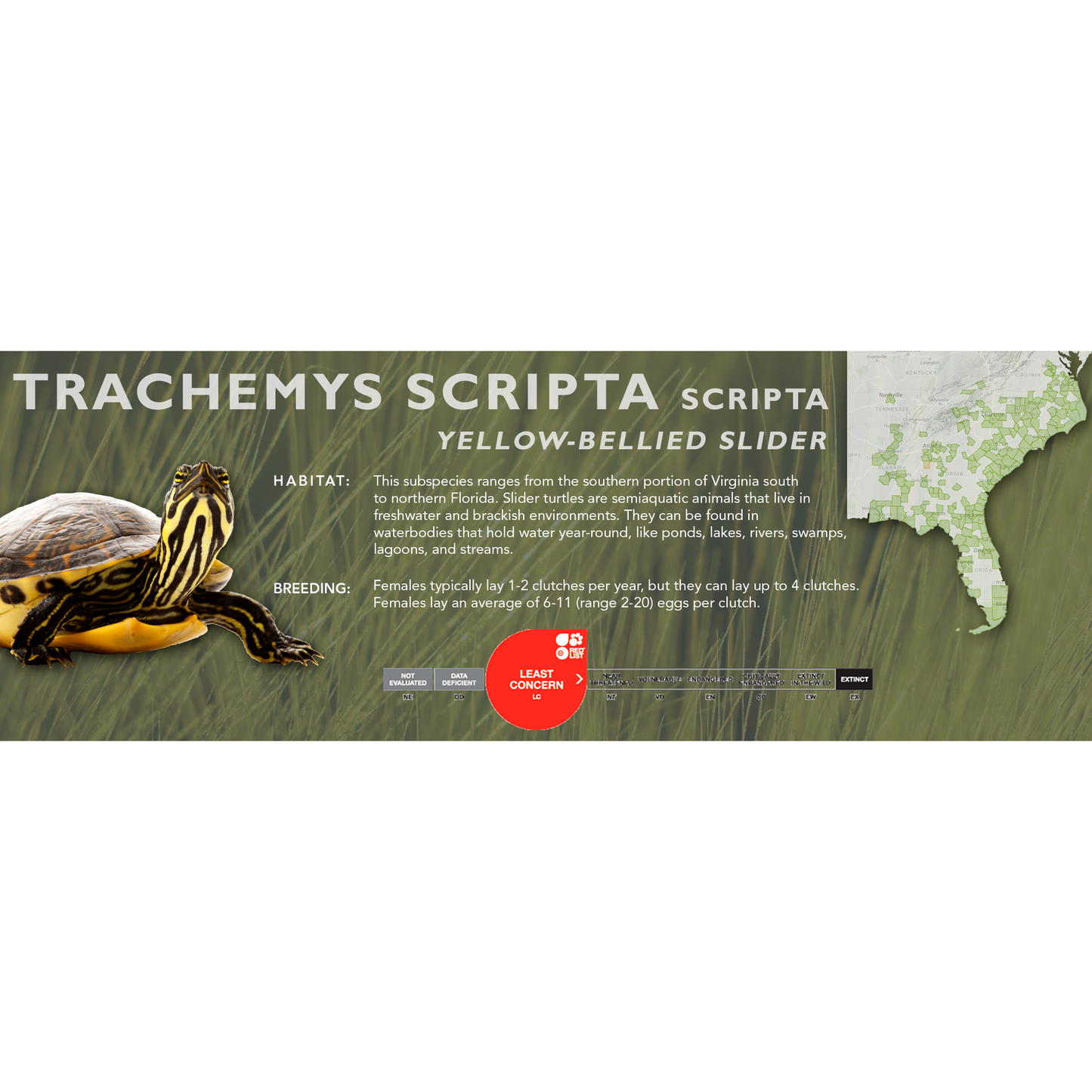 Yellow-Bellied Slider (Trachemys scripta scripta) - Classic Vivarium Label