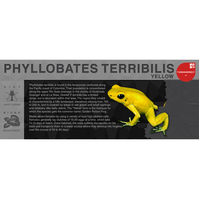 Phyllobates terribilis 