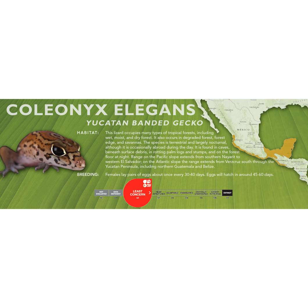 Yucatan Banded Gecko (Coleonyx elegans) Standard Vivarium Label