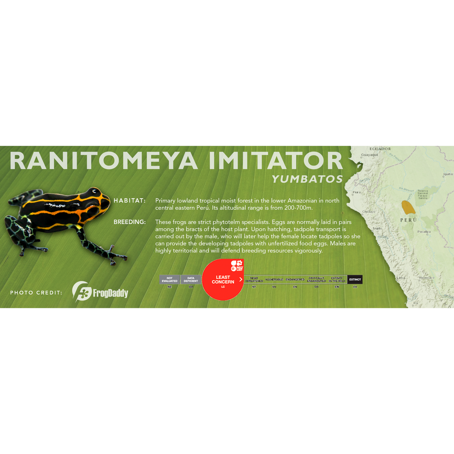 Ranitomeya imitator - Standard Vivarium Label