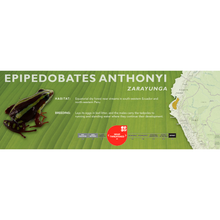 Load image into Gallery viewer, Epipedobates anthonyi - Standard Vivarium Label