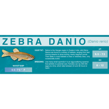 Load image into Gallery viewer, Zebra Danio (Danio rerio) - Standard Aquarium Label