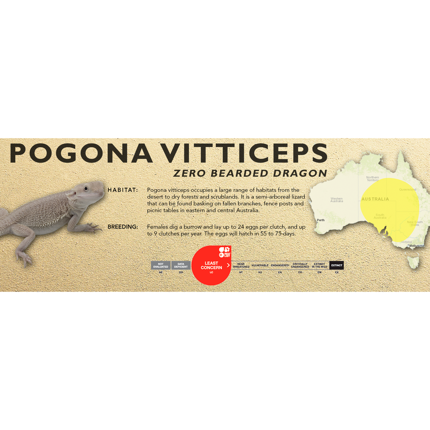 Bearded Dragon (Central) (Pogona vitticeps) Standard Vivarium Label