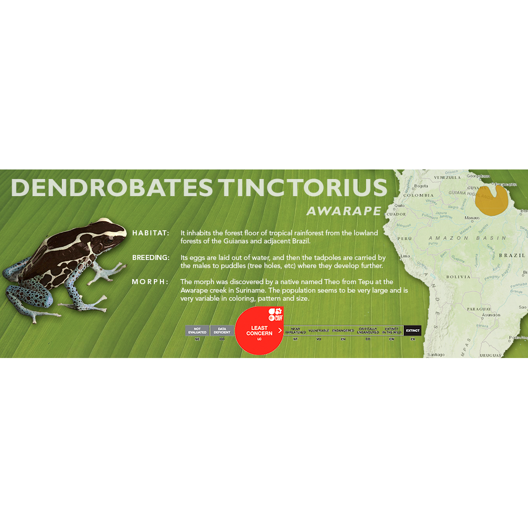 Dendrobates tinctorius - Standard Vivarium Label