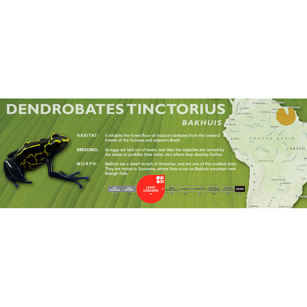 Dendrobates tinctorius - Standard Vivarium Label