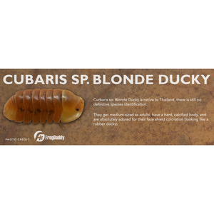 Cubaris sp. Blonde Ducky - Isopod Label