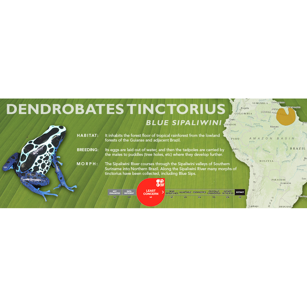 Dendrobates tinctorius - Standard Vivarium Label