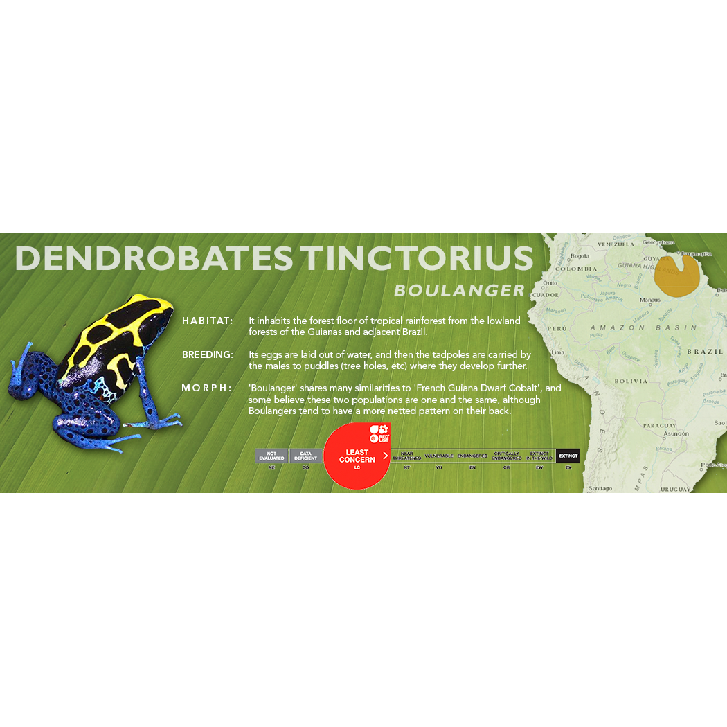 Dendrobates tinctorius - Standard Vivarium Label