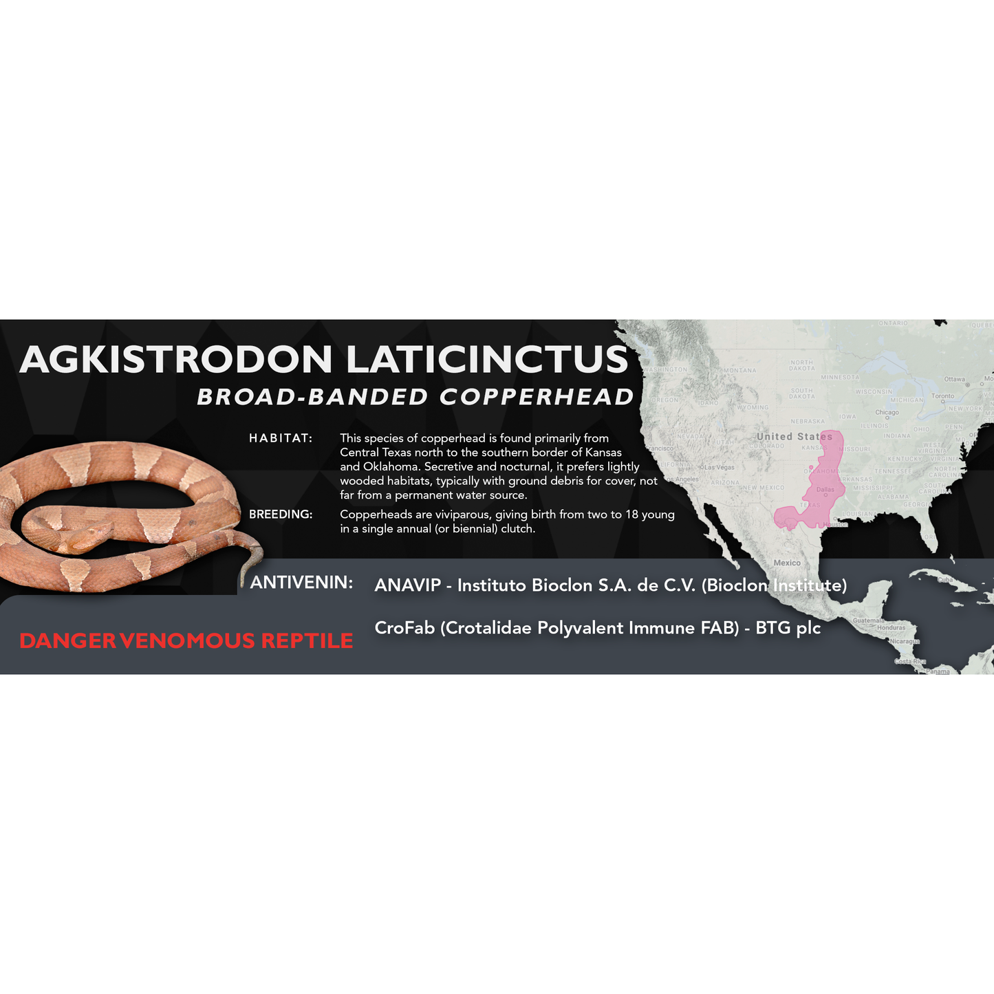 Broad-Banded Copperhead (Agkistrodon laticinctus) Standard Vivarium Label