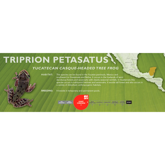 Yucatecan Casque-Headed Tree Frog (Triprion petasatus) - Classic Vivarium Label