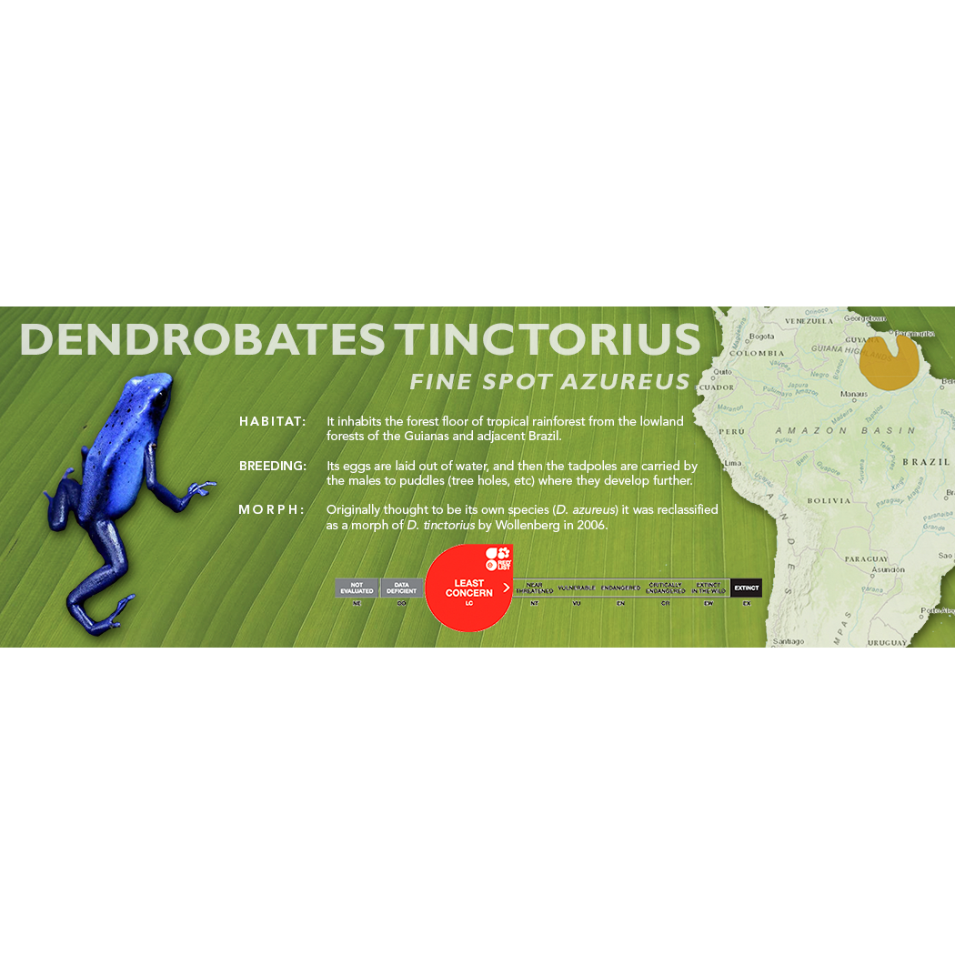 Dendrobates tinctorius - Standard Vivarium Label