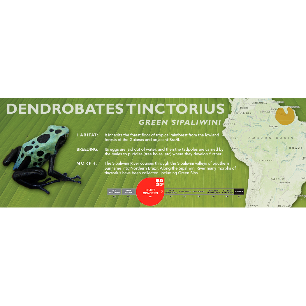 Dendrobates tinctorius - Standard Vivarium Label