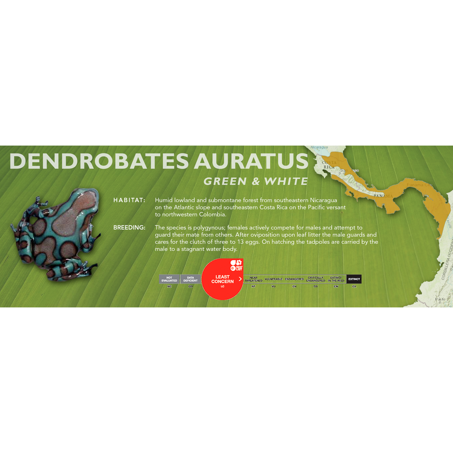 Dendrobates auratus - Classic Vivarium Label