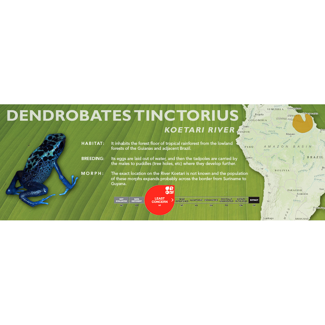 Dendrobates tinctorius - Standard Vivarium Label