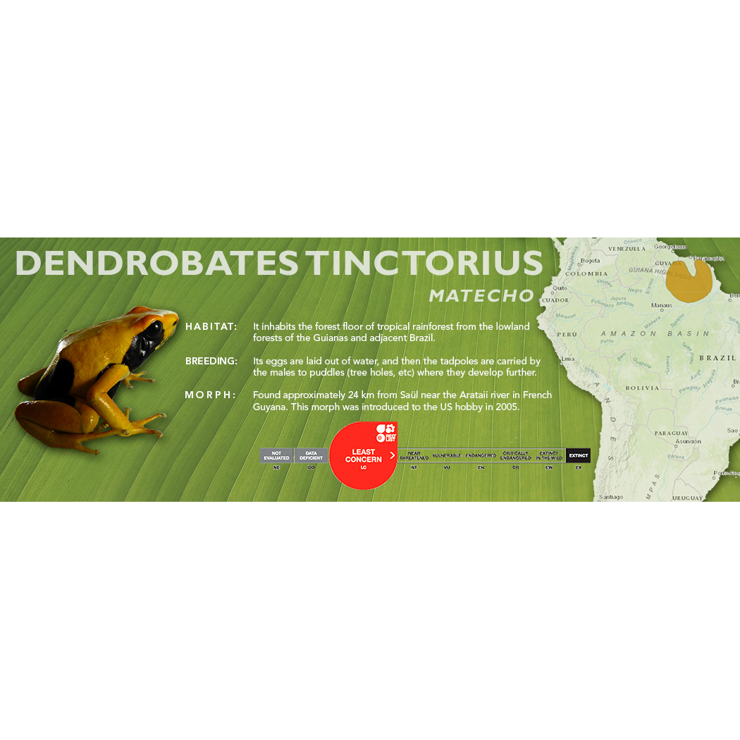 Dendrobates tinctorius - Standard Vivarium Label