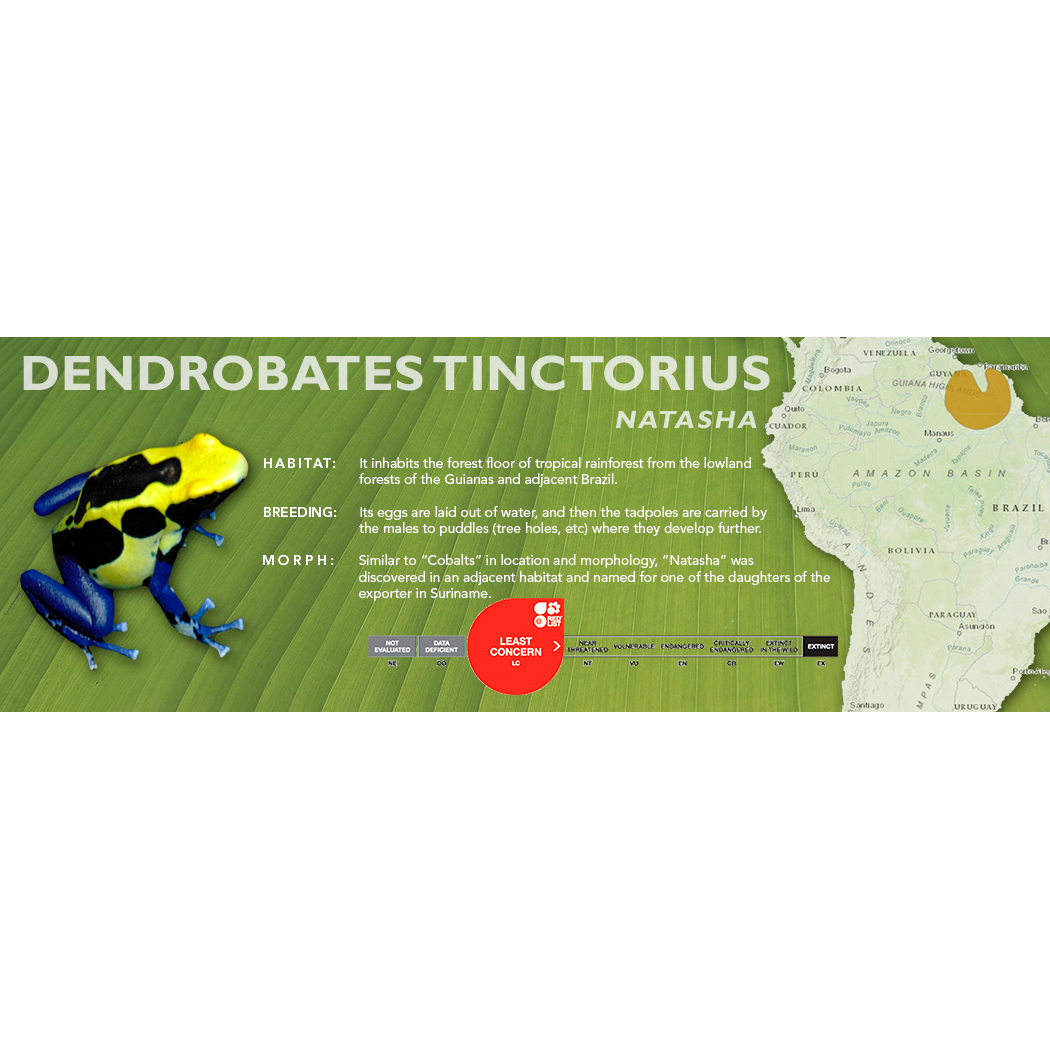 Dendrobates tinctorius - Standard Vivarium Label