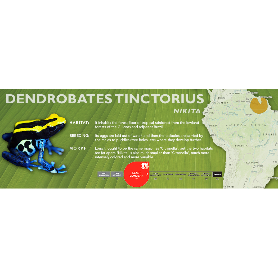 Dendrobates tinctorius - Standard Vivarium Label