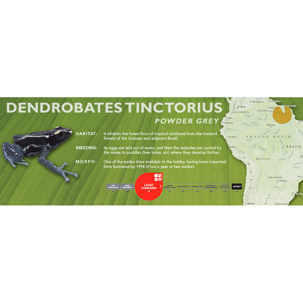 Dendrobates tinctorius - Standard Vivarium Label