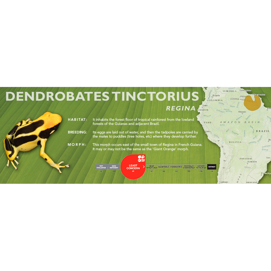 Dendrobates tinctorius - Standard Vivarium Label