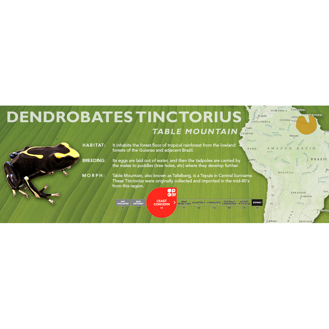 Dendrobates tinctorius - Standard Vivarium Label