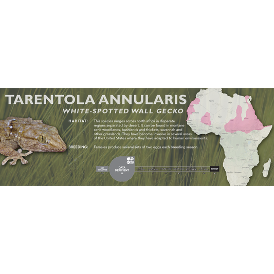 White-Spotted Wall Gecko (Tarentola annularis) Classic Vivarium Label