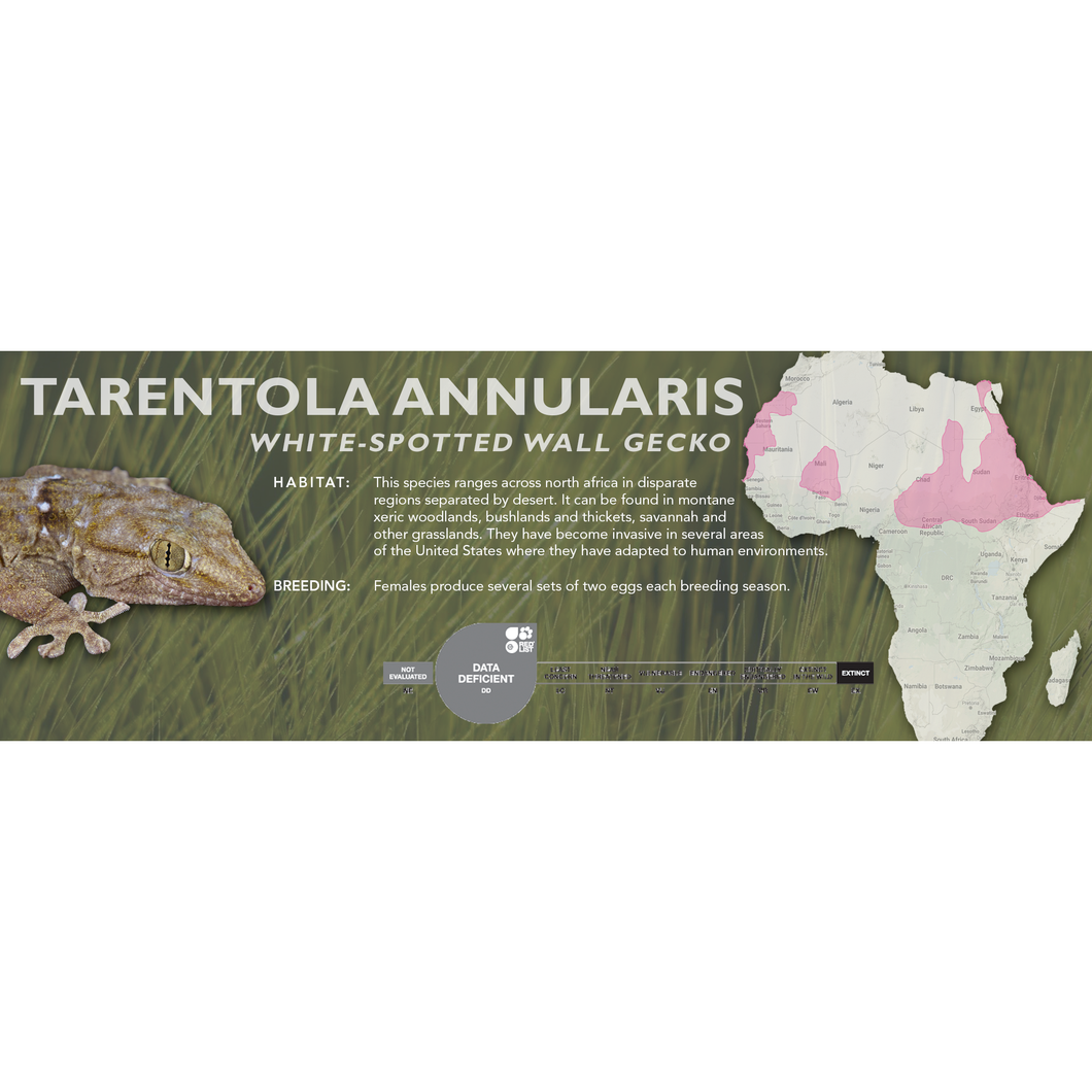 White-Spotted Wall Gecko (Tarentola annularis) Standard Vivarium Label
