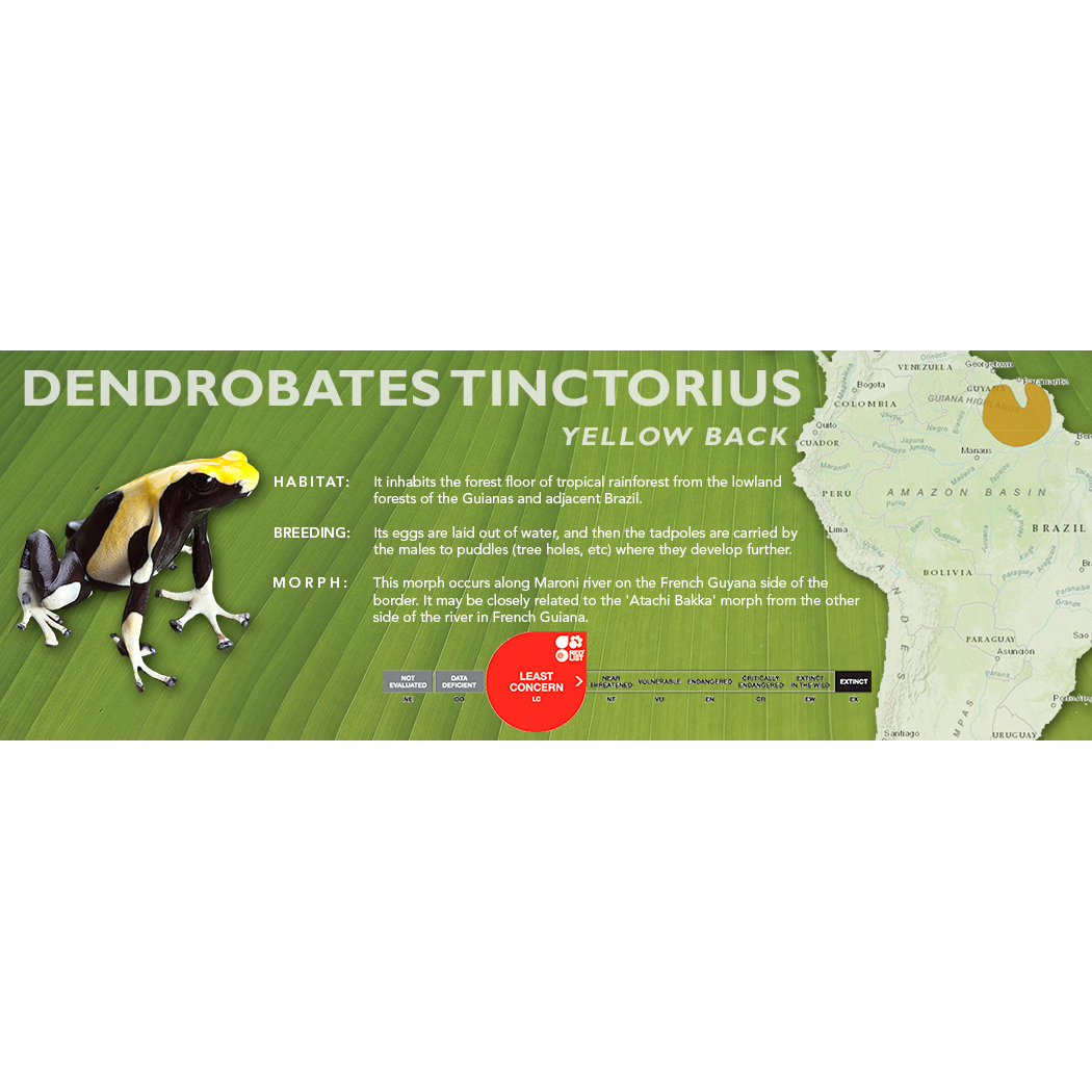 Dendrobates tinctorius - Standard Vivarium Label