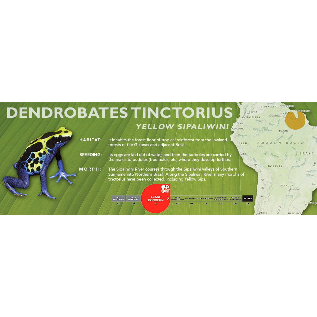 Dendrobates tinctorius - Standard Vivarium Label