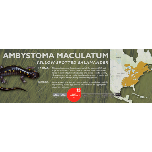 Yellow-Spotted Salamander (Ambystoma maculatum) - Classic Vivarium Label